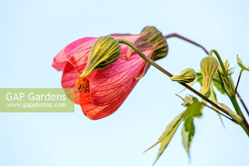 Abutilon 'Orange Glow' - Bourton House Garden, Gloucestershire