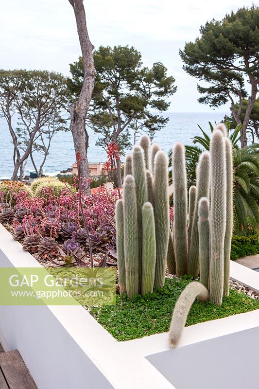 Cactus garden, Cap d'Antibes, May.