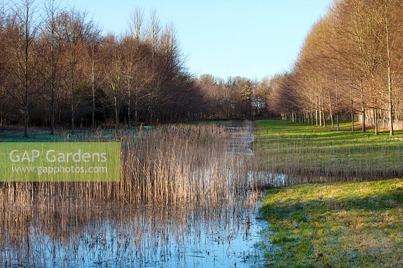 Trees and reeds reflected in Grand canal in winter, Chippenham Park, Cambridgeshire.