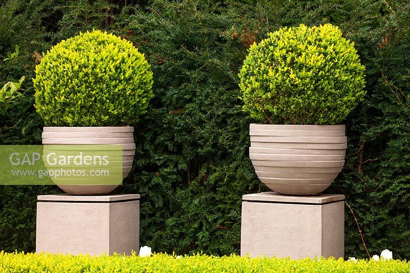 Yew hedge and pedestal containers with clipped box - Buxus taxus, London, April.