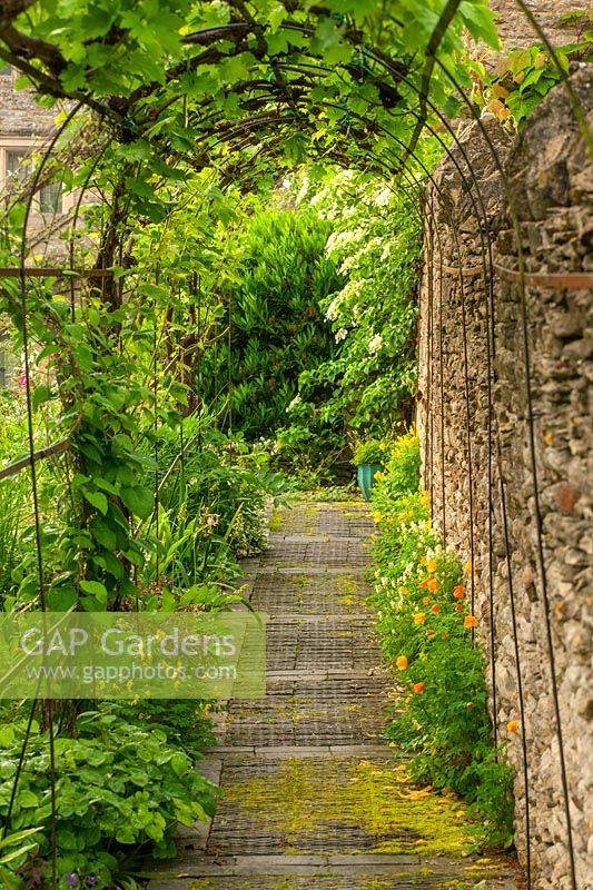 Metal framed tunnel with old vine and Clematis pearl d'azur, Burford, Oxfordshire, June.