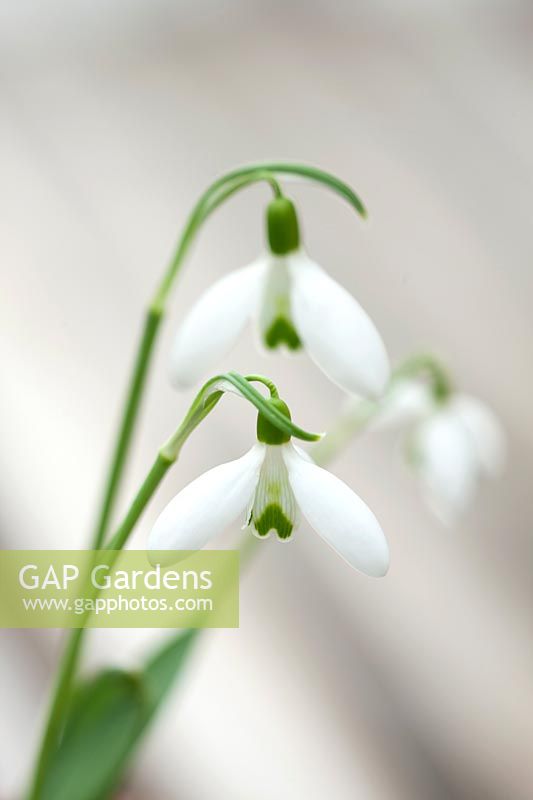 Snowdrop - Galanthus elwesii 'Warwickshire Gemini', Warwick, February.