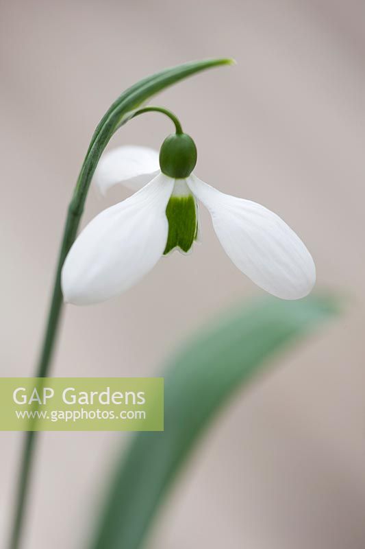 Snowdrop - Galanthus 'Melanie Broughton', Warwick, February. 