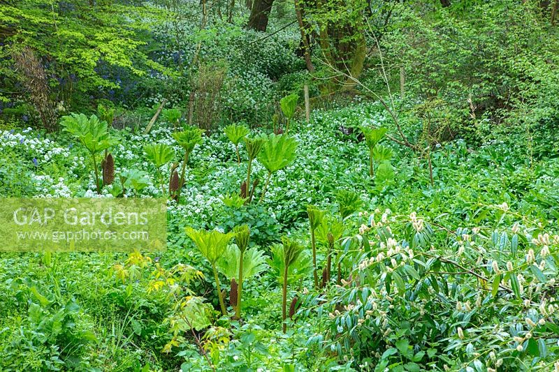 Naturalised woodland planting at Hole Park, Kent. 
