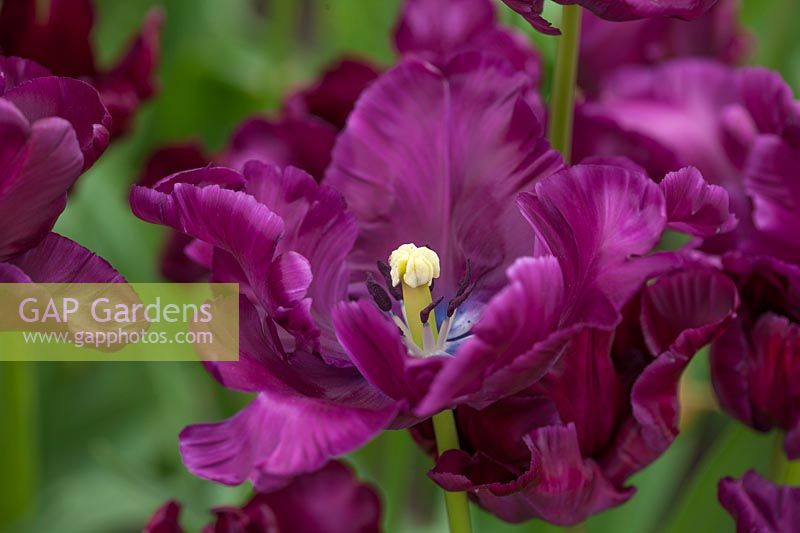Parrot tulip - Tulipa victoria's secret, Holland, April.