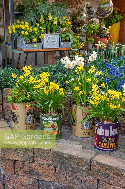 Old food cans planted with Narcissus, Holland, April.
