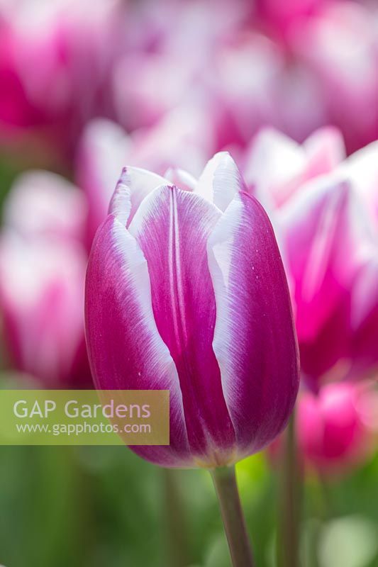 Tulipa 'Synaeda Blue', Holland, April.