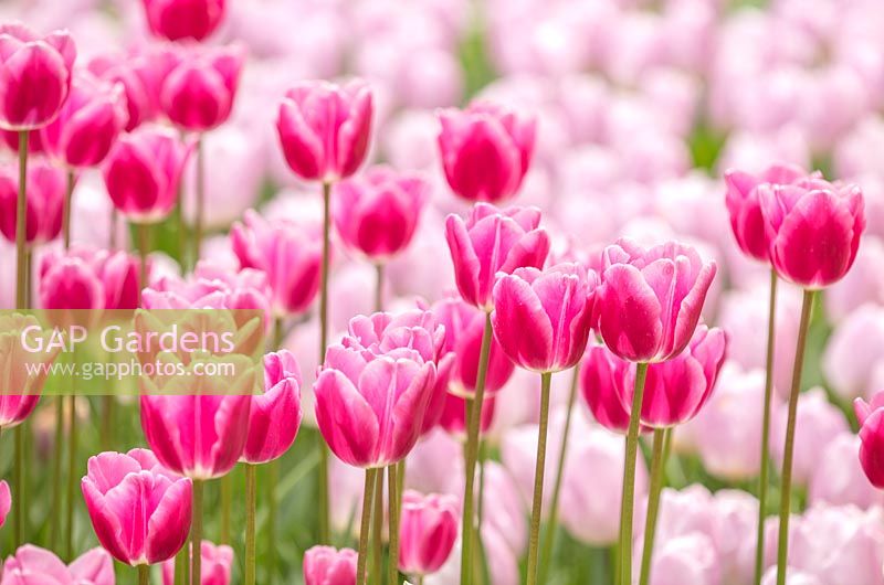 Tulipa 'Pink Lady' - Holland, April.