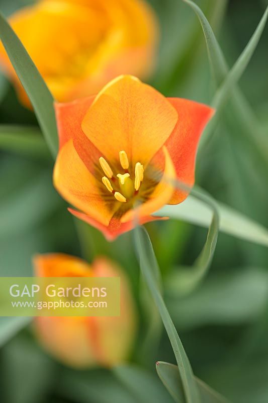 Tulipa batalinii 'Bright Gem'