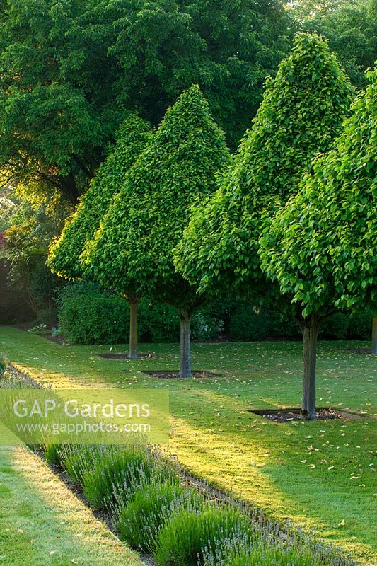 Clipped Hornbeams - Carpinus betulus, Surrey, June.