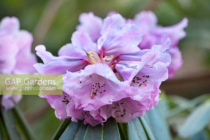 Rhododendron x geraldii, March.