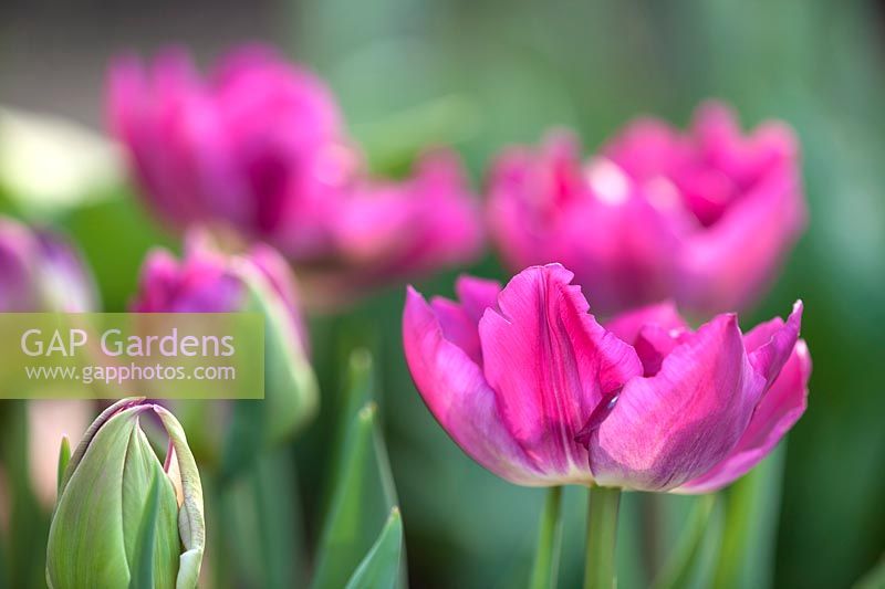 Tulipa 'Royal' acres, April.