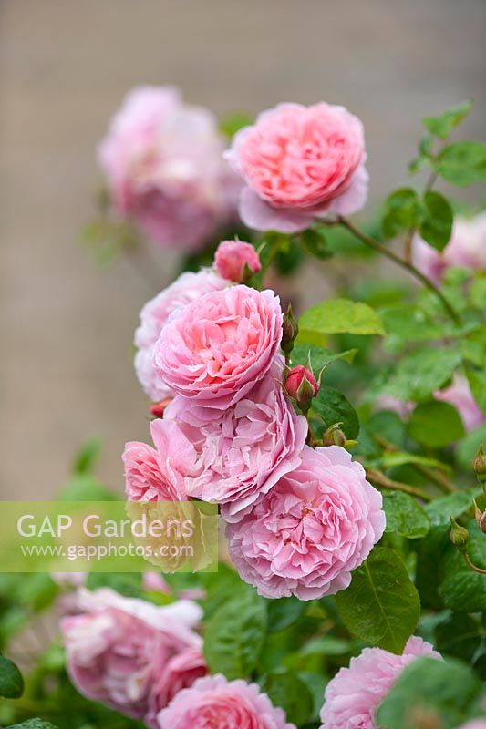 David Austin - Rosa 'Strawberry Hill' - Ausrimini, June.