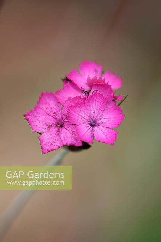 Dianthus carthusianorum, July.