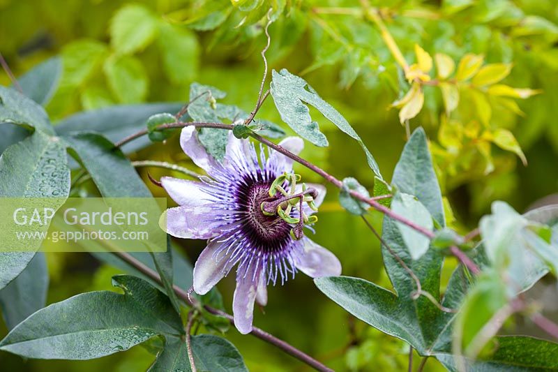 Passiflora 'Betty' myles young - Passion flower, November.