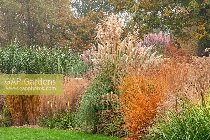 Grass border beside main lawn with pampas grass, Panicum 'Northwind', Molinea caerulea subsp arundinacea 'Karl Foerster', October, RHS garden, Wisley