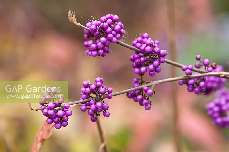 Fruits of Callicarpa bodinieri 'Imperial', November