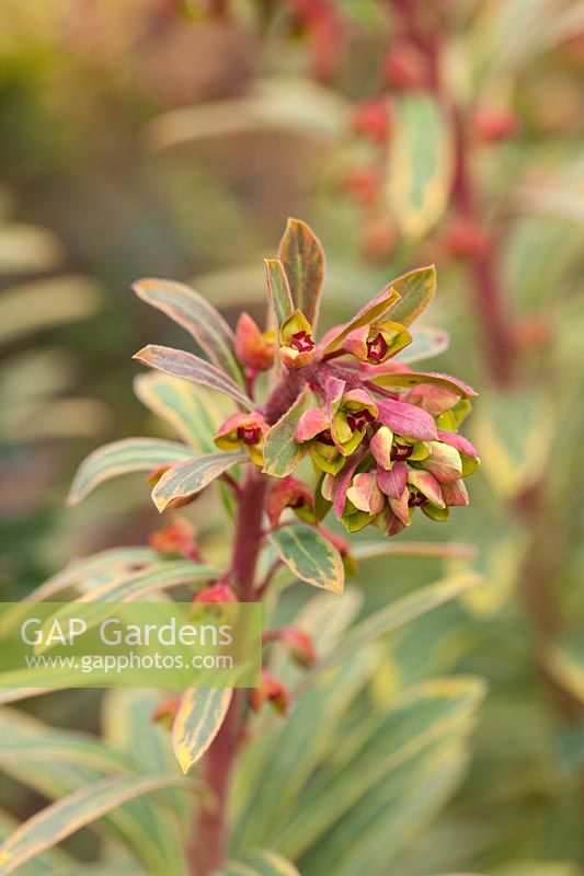 Euphorbia x martinii 'Ascot Rainbow'