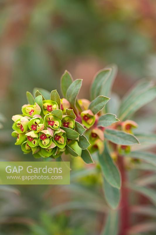 Flowers of Euphorbia x Martinii