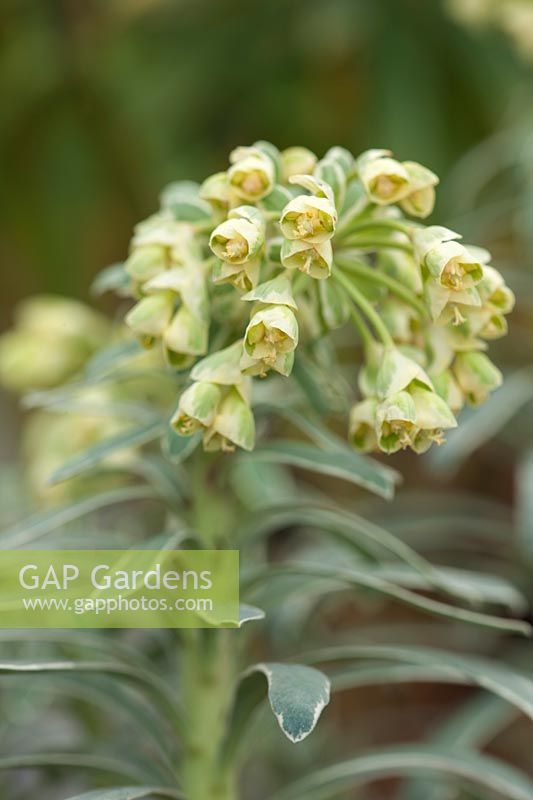 Euphorbia characias 'Glacier Blue'