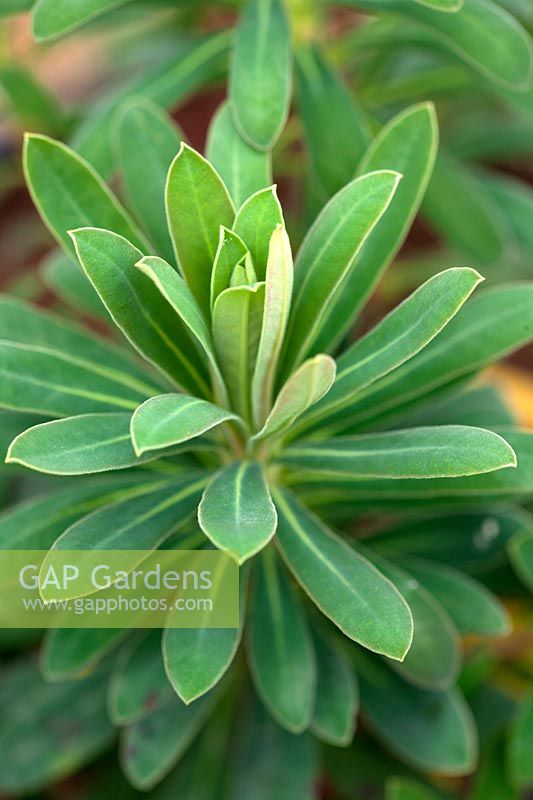 Euphorbia characias 'Portuguese Velvet'.