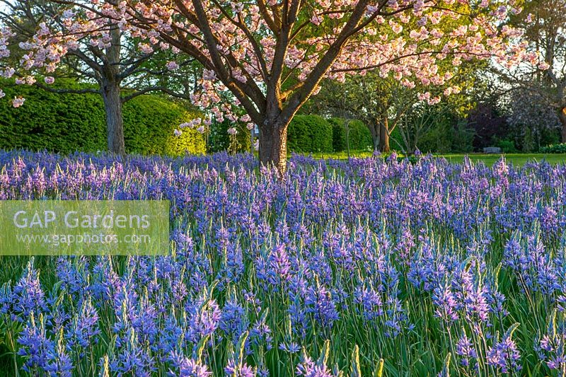 Meadow of Camassia 'Leichtlinii' subsp. Suksdorfii caerulae group and cherry - Prunus 'Ichiyo' in May - RHS Wisley, Surrey
