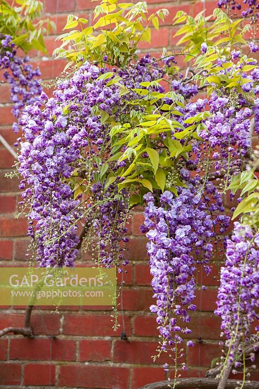 Wisteria floribunda 'Yae- Kokuryu' AGM growing against wall, RHS Wisley