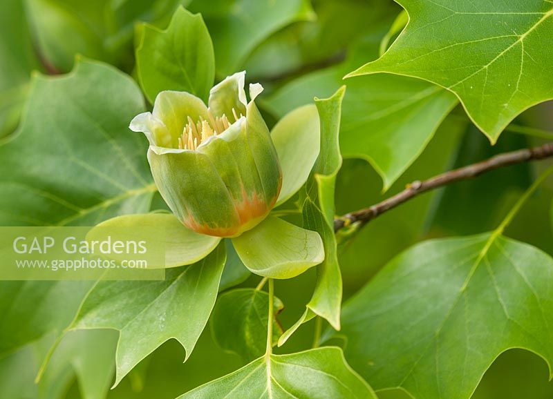 Liriodendron tulipifera