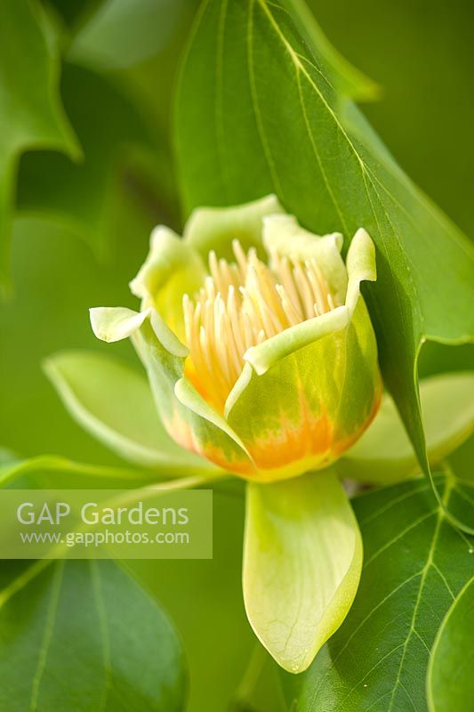 Liriodendron tulipifera, Rhs Wisley