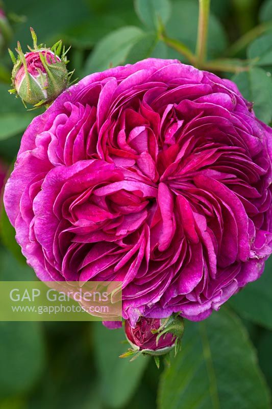 Gallica shrub Rose - Rosa 'Charles de Mills'