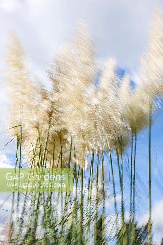 Grasses moving in the wind