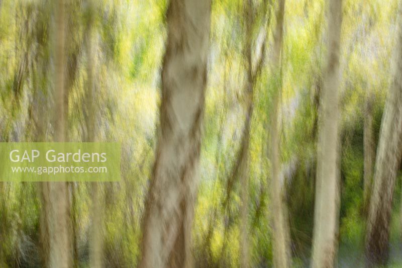 Abstract image of Birch trees at Battleston hill