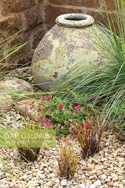 Small courtyard garden with Terracotta container, gravel, rocks, with Stipa gigantea, 'Helianthemum Bunbury'- Rock Rose