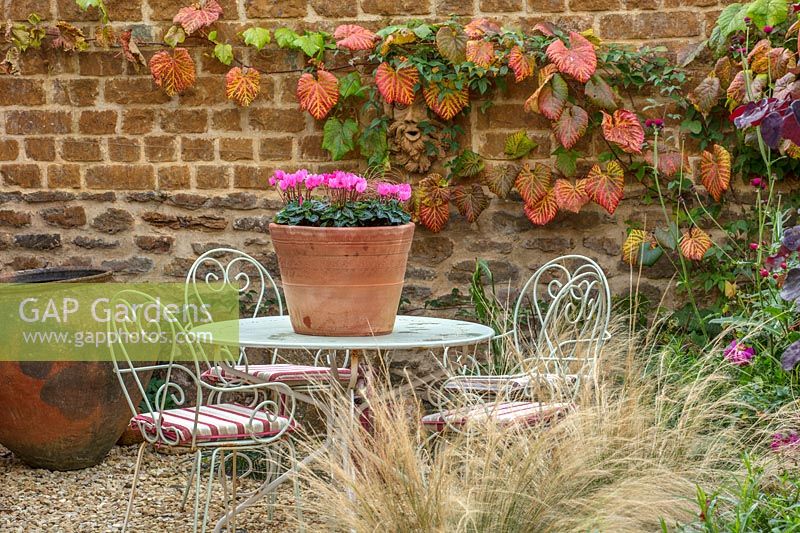 Courtyard gravel garden with table, chairs and container with Cyclamen 'Rose, with Vitis coignetiae vine on wall