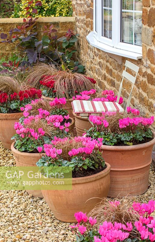 Brightly coloured Courtyard garden in Autumn with gravel, clay containers planted up with Pink and Red Cyclamen and Carex - ornamental grass, on gravel patio, folding chair with striped cushion