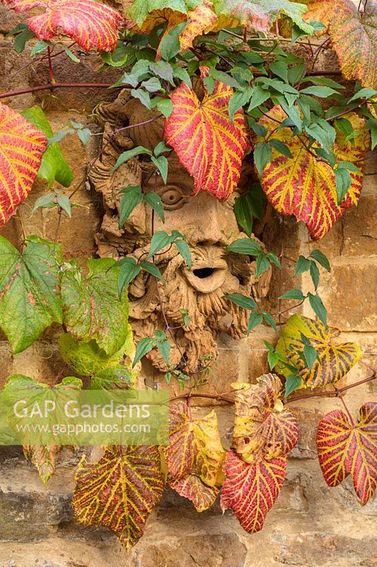 Vitis coignetiae and sculpted head by Fiona Barratt on wall