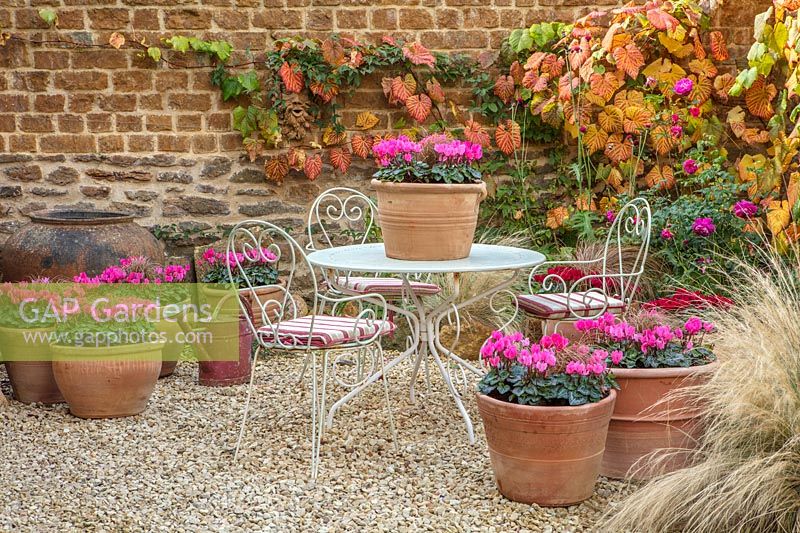 Courtyard gravel garden with table, chairs and container with Cyclamen Rose, Vitis coignetiae vine on wall