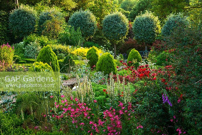 Box edged bed with Alstroemeria, Verbascum chaixii 'Alba', Sorbus aria 'Lutescens'