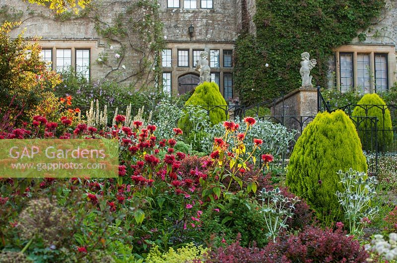 Monarda 'Squaw', eryngiums, Platycladus orientalis 'Aurea Nana' in front of the West facade of house  