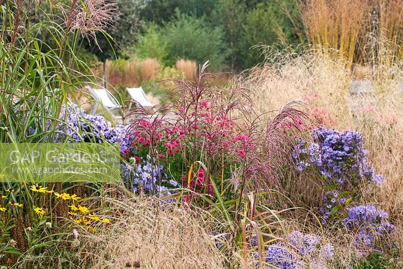 Plant combination - Aster andenken an alma potschke, Miscanthus 'Malepartus' and Aster 'Little Carlow' 