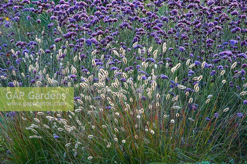 Pennisetum 'Red Buttons' with Verbena bonariensis 
