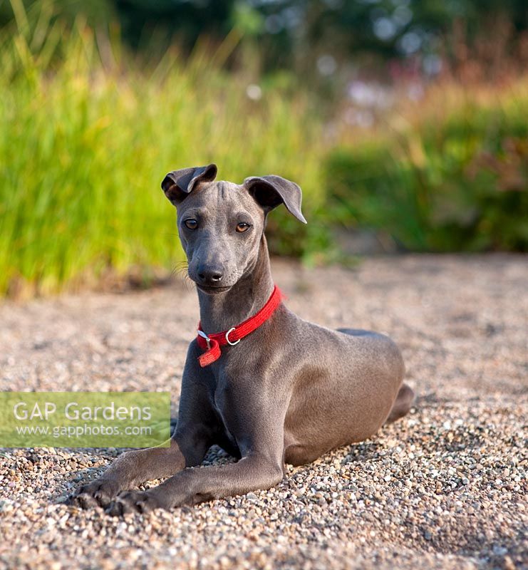 Italian greyhound lying down near 'natural' swimming pool