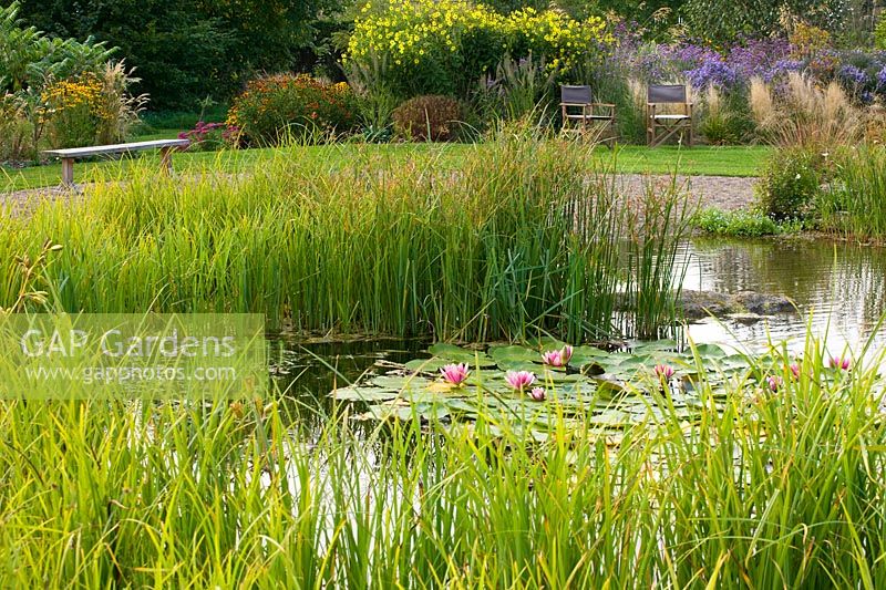View across pond with a marginal planting of grasses and Nymphaea 'Charles de Meurville' - waterlilies to garden beyond