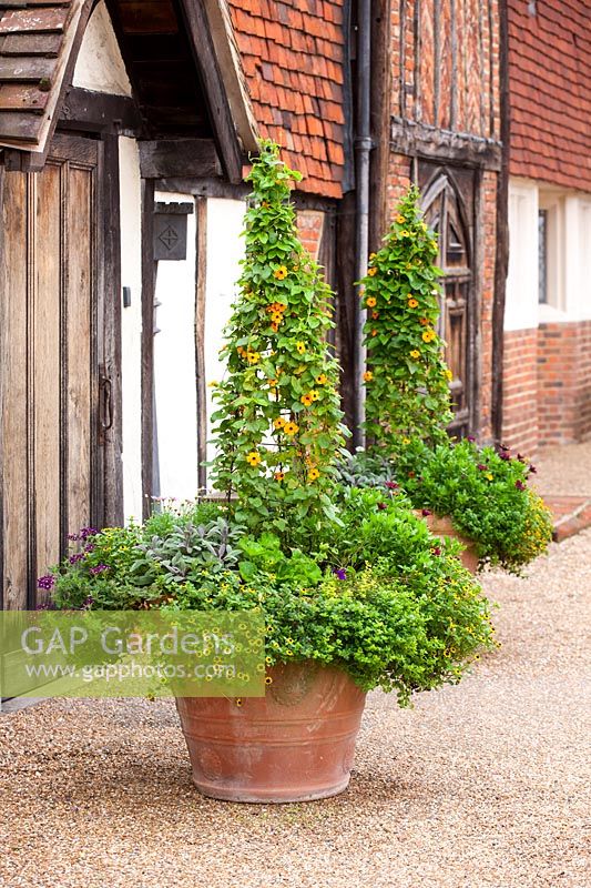 Pair of matching terracotta containers with obelisks supporting Thunbergia alata - black-eyed Susan
annual climbers underplanted with mixed bedding plants. Historic house backdrop.