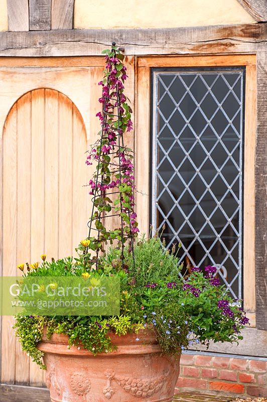 Terracotta container planted with Rhodochiton atrosanguineus 'Purple bell vine'trained above mixed planting, in front of half timbered building with leaded window