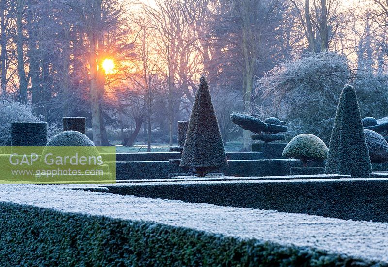 Formal garden with frosted clipped Taxus baccata - yew topiary shapes at dawn in winter
