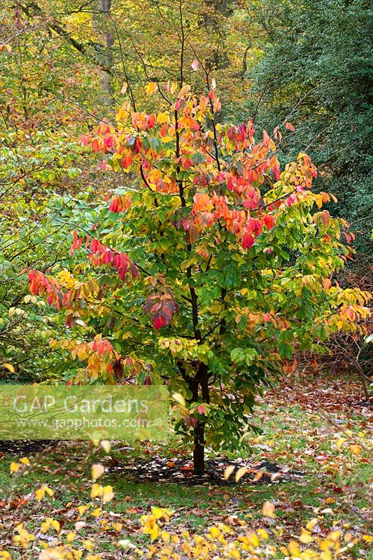 Parrotia persica - Persian ironwood tree with autumn colour