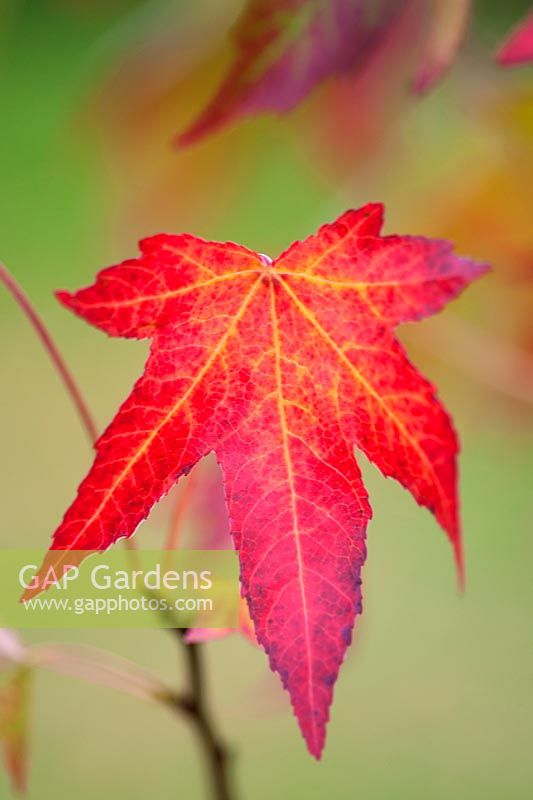 Liquidambar styraciflua 'Stella' closeup of single leaf showing autumn colour