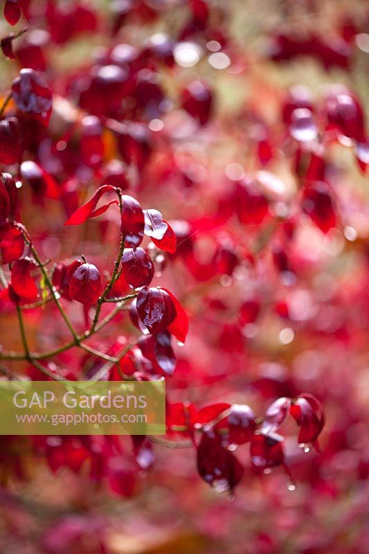 Euonymus planipes - Korean spindle tree showing red autumn leaves