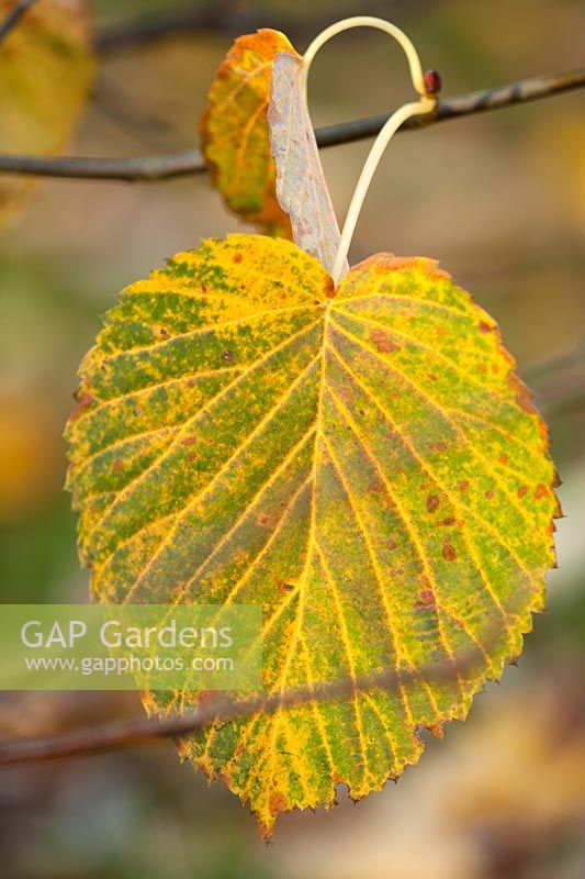 Davidia involucrata foliage